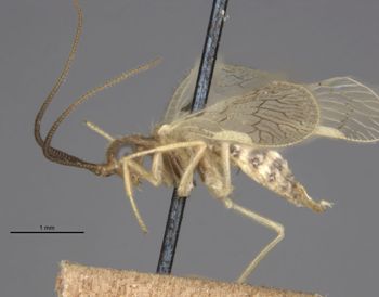 Media type: image;   Entomology 11934 Aspect: habitus lateral view